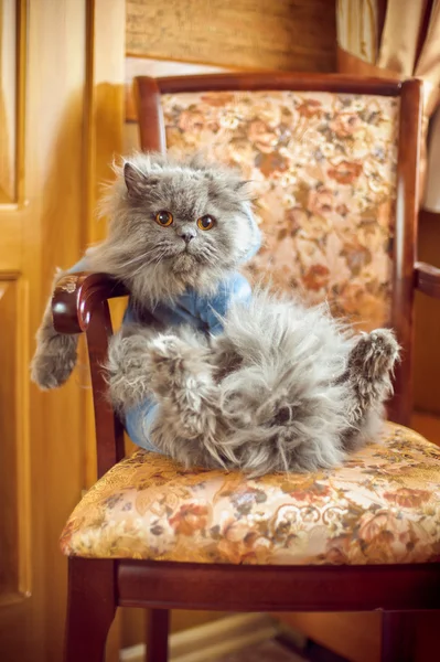 Kot siedzi w fotelu — Zdjęcie stockowe