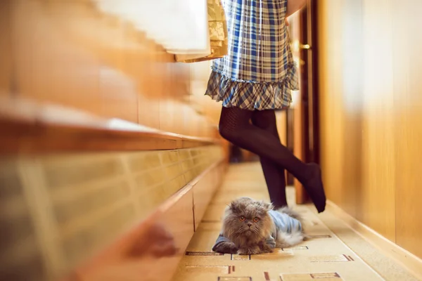 猫と電車に乗る女性 — ストック写真