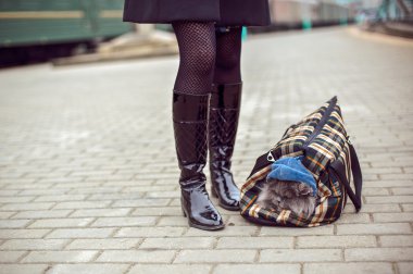 Yerine getirirken kabarık kedi