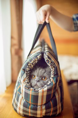 Yerine getirirken kabarık kedi