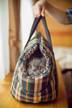 Yerine getirirken kabarık kedi