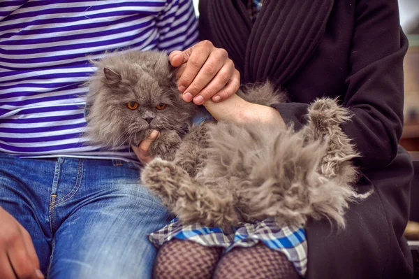 Kot jest w rękach kobiet i mężczyzn — Zdjęcie stockowe