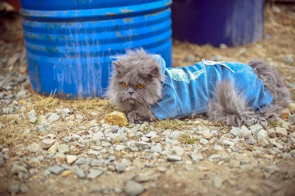 Fluffy cat lost in the street — Stock Photo, Image