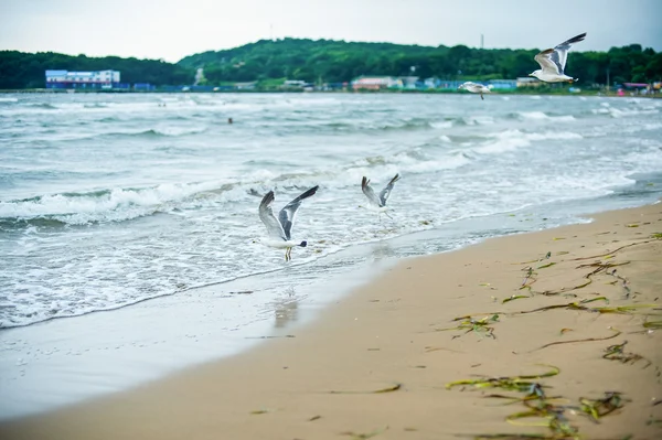 Goélands sur la plage — Photo