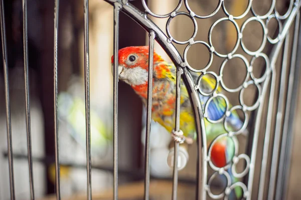 Papoušek v kleci — Stock fotografie