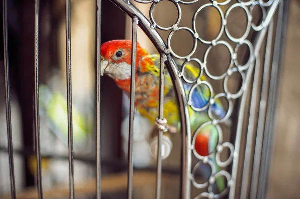 Papegaai in de kooi — Stockfoto