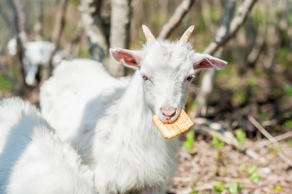 Geten äter en knäckt — Stockfoto