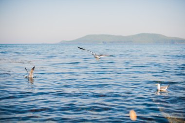 Martılar denizin üzerinde uçuyor.