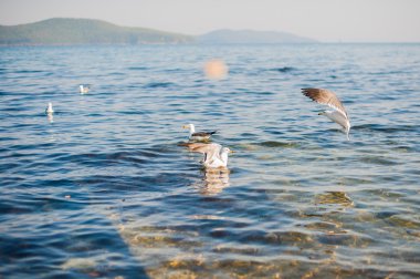 Martılar kraker yiyin