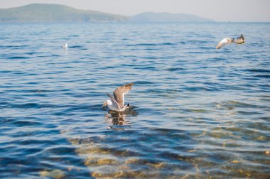 Martılar kraker yiyin