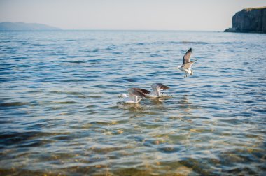 Martılar kraker yiyin