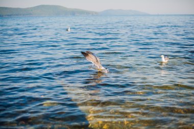 Martılar kraker yiyin