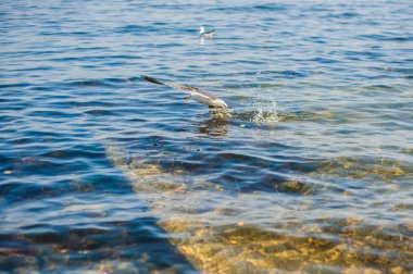 Martılar denizin üzerinde uçuyor.