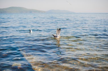 Martılar denizin üzerinde uçuyor.