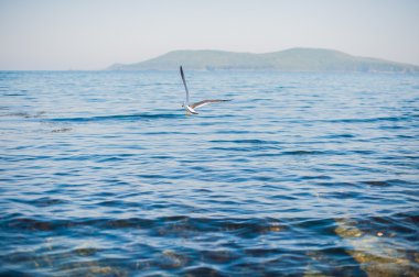 Martılar denizin üzerinde uçuyor.