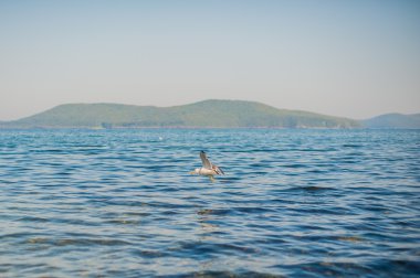 Martılar kraker yiyin