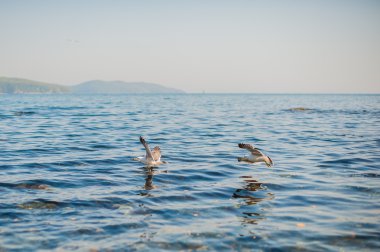 Martılar kraker yiyin