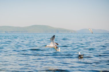 Martılar kraker yiyin