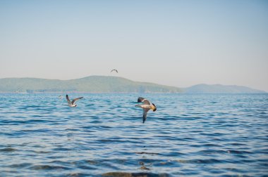 Martılar kraker yiyin