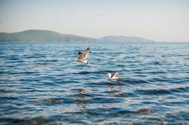 Martılar kraker yiyin