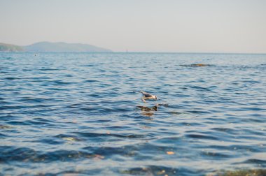 Martılar kraker yiyin