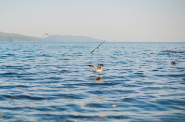 Martılar kraker yiyin