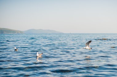 Martılar kraker yiyin