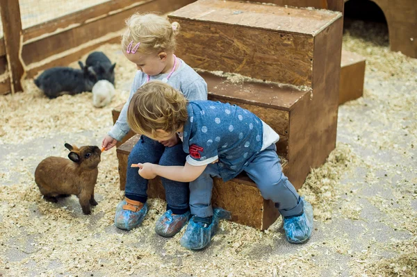 As crianças brincam com os coelhos no zoológico — Fotografia de Stock
