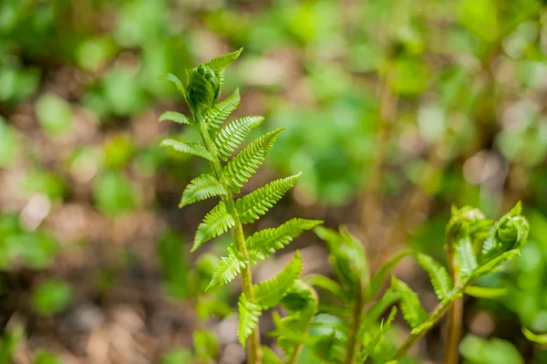 Unga gröna fern — Stockfoto