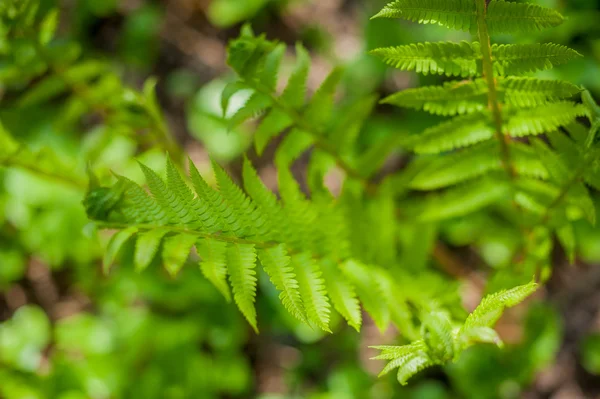 Unga gröna fern — Stockfoto