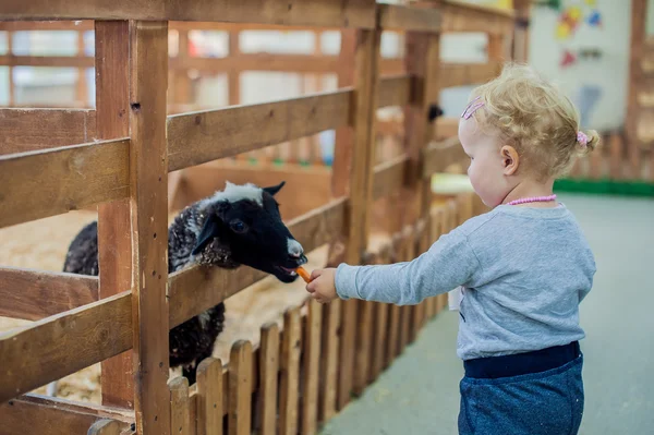 Dziewczyna karmienia owiec na farmie — Zdjęcie stockowe