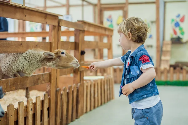 Le garçon nourrit des moutons à la ferme — Photo