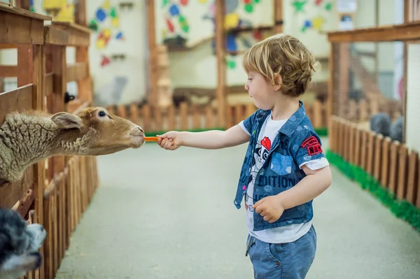 Le garçon nourrit des moutons à la ferme — Photo