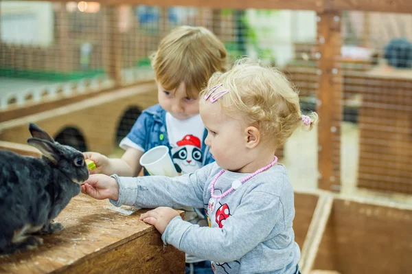 Children play with the rabbits — Stock Photo, Image