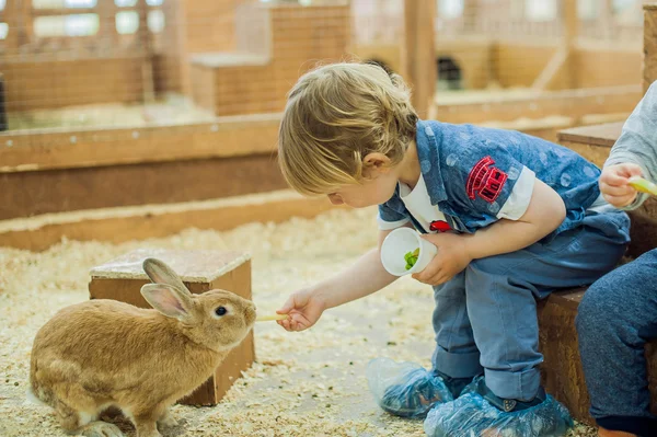 Garçon jouer avec les lapins — Photo