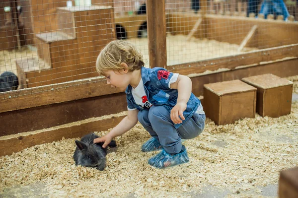 Garçon jouer avec les lapins — Photo