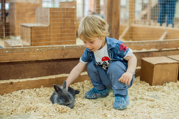 Garçon jouer avec les lapins — Photo