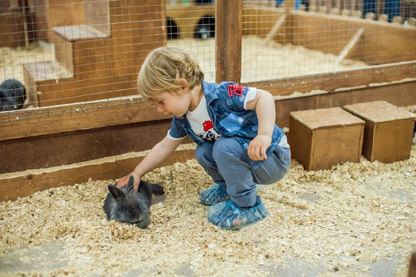 Boy play with the rabbits — Stock Photo, Image