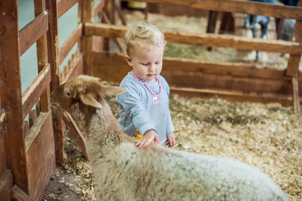 Girl stroking a lamb — Stock Photo, Image