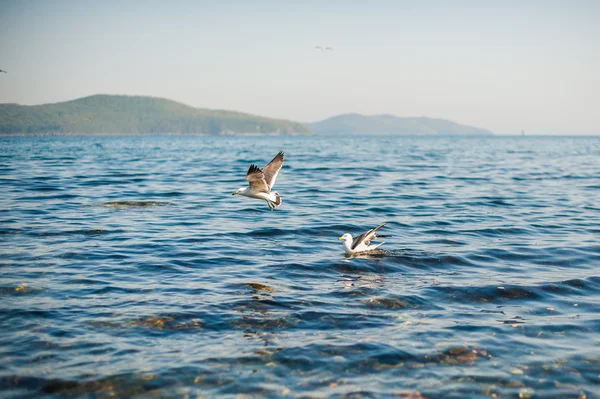 Martılar kraker yiyin