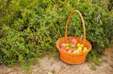 Sepeti elmalı bir yolda