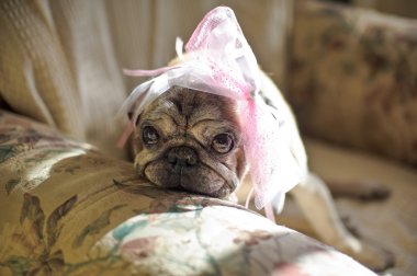 Pug köpek başında pembe bir yay ile