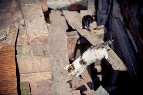 Cats in the ruins of homes — Stock Photo, Image