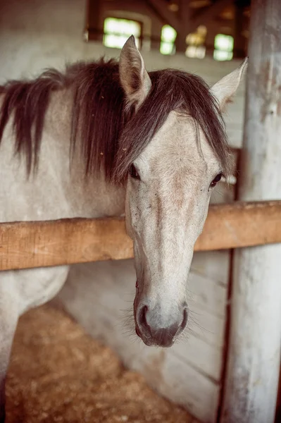 Cavallo nel paddock — Foto Stock