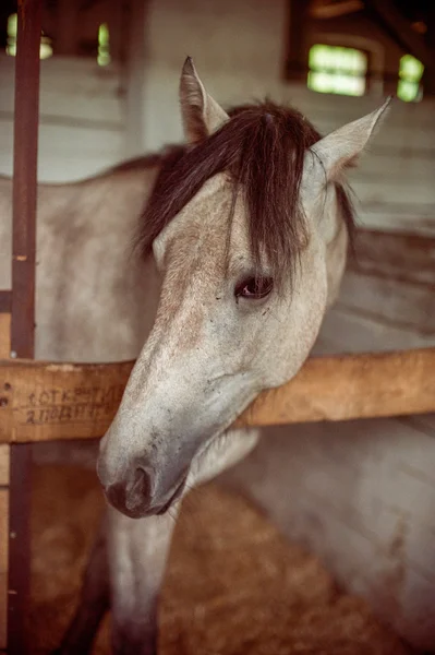 Лошадь в паддоке — стоковое фото