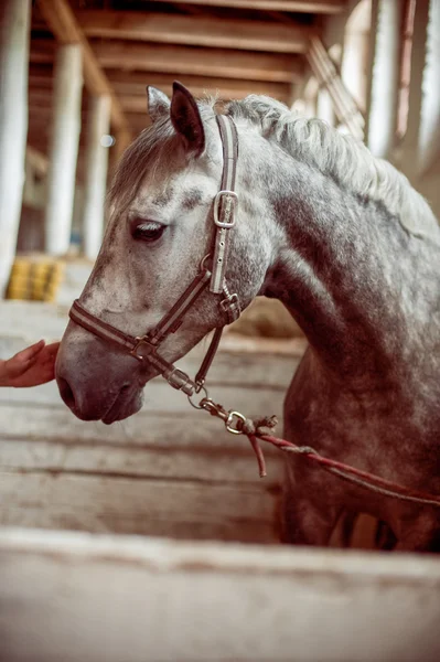 パドックの馬 — ストック写真