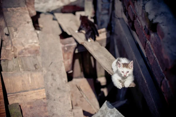 Кошки в руинах домов — стоковое фото