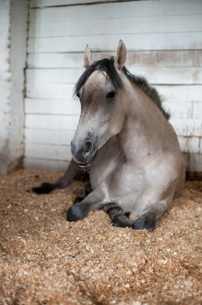 Horse in the Paddock — Stock Photo, Image