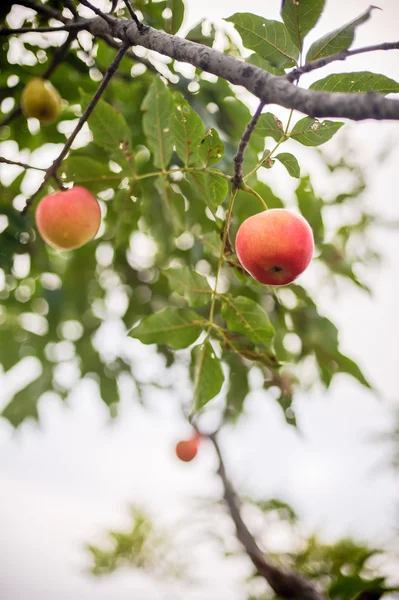 Красное яблоко растет на дереве — стоковое фото