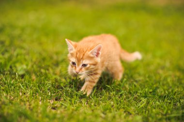 kırmızı kedi yeşil çimlerde